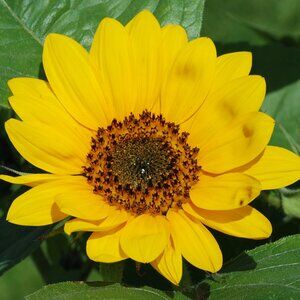 Meet your Posher, Big Dog T